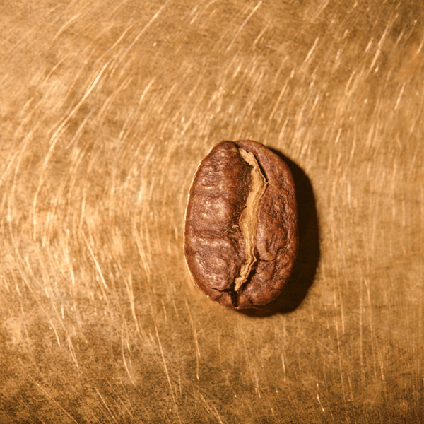 Kaffeebohne geröstet einzeln Ecuador Vilcabamba - Tal der Hundertjährigen Portrait | Die Rösterei Coffeum Hamburg