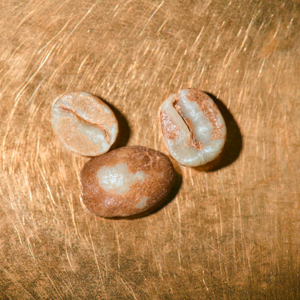 Rohkaffeebohnen Costa Rica Tarrazu Juanachute Portrait | Die Rösterei Coffeum Hamburg