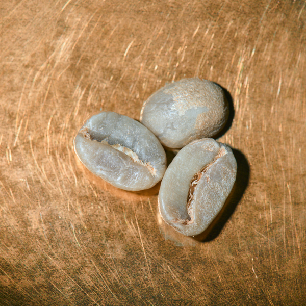 Rohkaffeebohnen einzeln Indien Estate Kalledevarapura Portrait | Die Rösterei Coffeum Hamburg