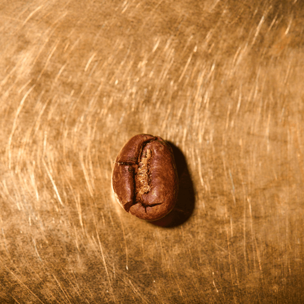 Kaffeebohne geröstet einzeln Tansania Ngila Estate Pearl Portrait | Die Rösterei Coffeum Hamburg