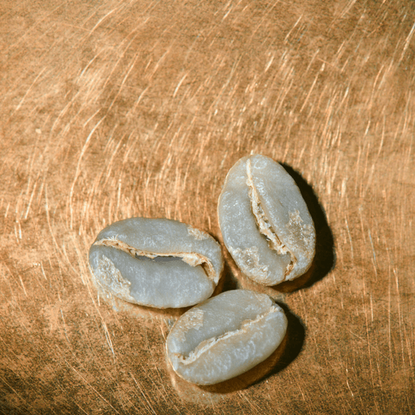 Rohkaffeebohnen Kenia Single Farmkaffee Portrait | Die Rösterei Coffeum Hamburg