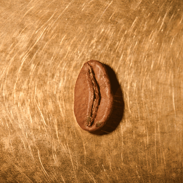 Kaffeebohne geröstet einzeln Äthiopien Sidamo Portrait | Die Rösterei Coffeum Hamburg