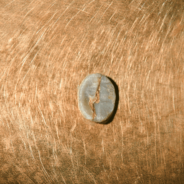 Rohkaffeebohne einzeln Brasilien Forca Cafe Winner Blend Portrait | Die Rösterei Coffeum Hamburg