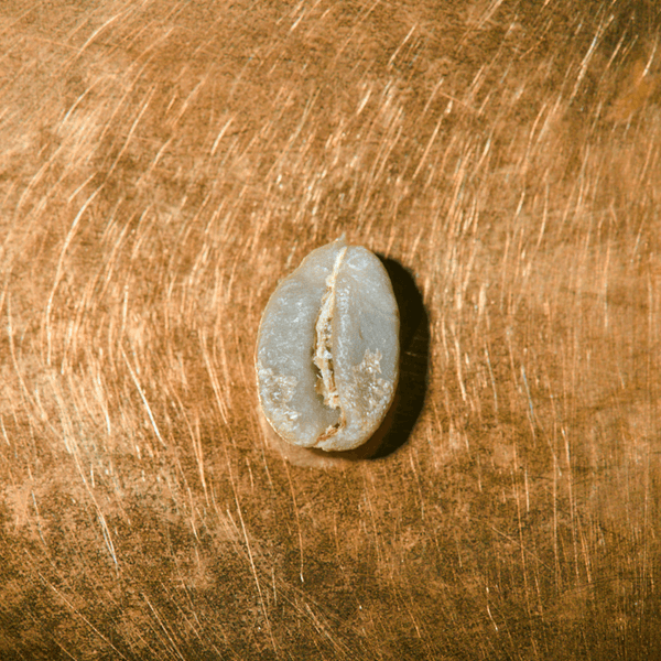 Rohkaffeebohne einzeln Kenia Single Farmkaffee Portrait | Die Rösterei Coffeum Hamburg