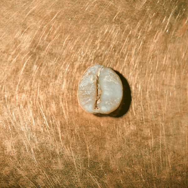 Galapagos Drachenkaffee