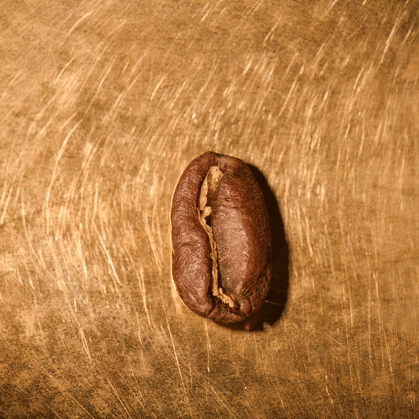 Kaffeebohne geröstet einzeln Panama La Esmeralda Geisha Portrait | Die Rösterei Coffeum Hamburg