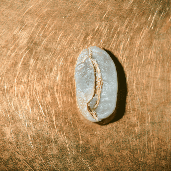 Rohkaffeebohne einzeln Nicaragua Maragogype Portrait | Die Rösterei Coffeum Hamburg