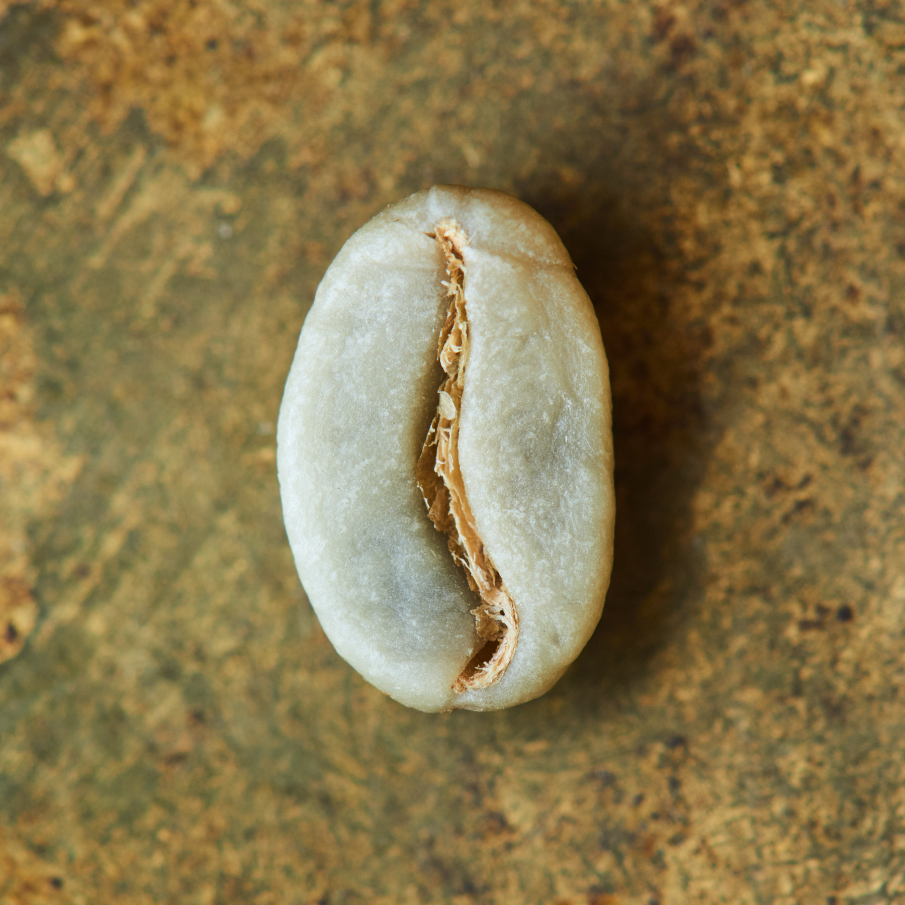 Rohkaffeebohne einzeln Ecuador Cruz Loma Sidra auf goldenem Hintergrund | Die Rösterei Coffeum Hamburg Rohkaffeebohne einzeln Ecuador Cruz Loma Sidra auf goldenem Hintergrund | Die Rösterei Coffeum Hamburg