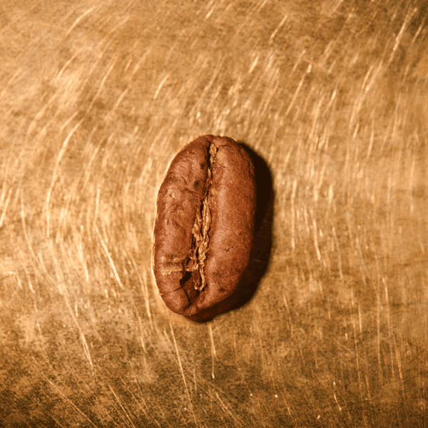 Kaffeebohne geröstet einzeln Kenia Blue Mountain Portrait | Die Rösterei Coffeum Hamburg Kaffeebohne geröstet einzeln Kenia Blue Mountain Portrait | Die Rösterei Coffeum Hamburg
