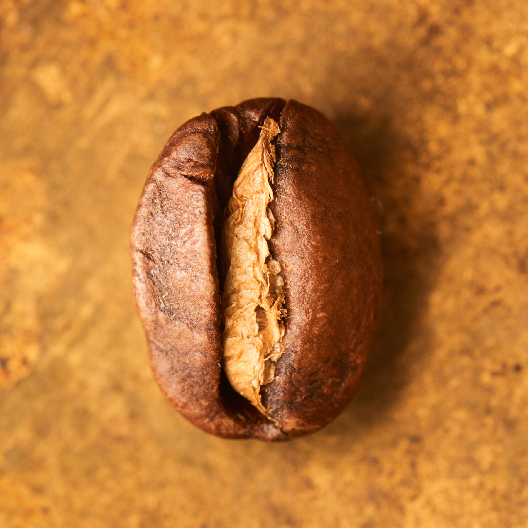 Kaffeebohne geröstet einzeln Ecuador Cruz Loma Sidra auf goldenem Hintergrund | Die Rösterei Coffeum Hamburg Kaffeebohne geröstet einzeln Ecuador Cruz Loma Sidra auf goldenem Hintergrund | Die Rösterei Coffeum Hamburg